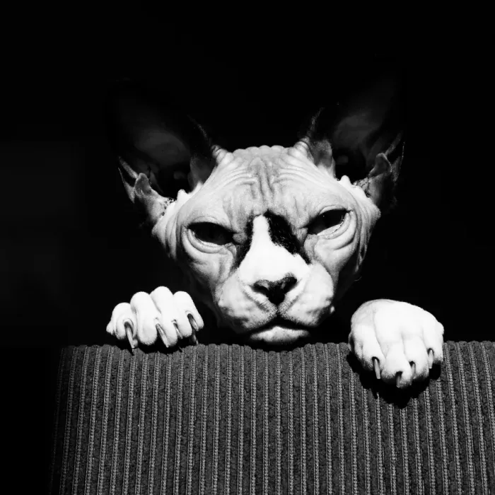 Framed Print : Hey There. Sphynx cat on the lookout Framed Print : Hey There. Sphynx cat on the lookout