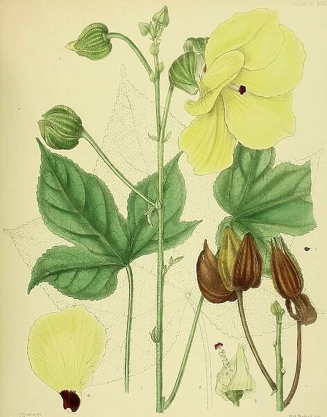 Hibiscus angulosus, native to Southeast Asia, Sri Lanka, digitally restored historical colour print from 1893