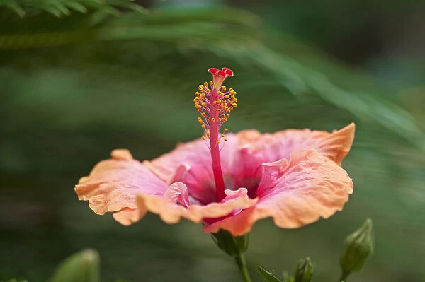 Hibiscus flower -Hibiscus-, Bavaria, Germany