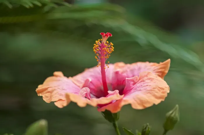 Framed Print : Hibiscus flower -Hibiscus-, Bavaria, Germany Framed Print : Hibiscus flower -Hibiscus-, Bavaria, Germany