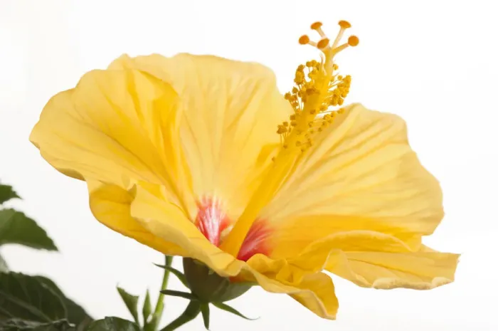 Framed Print : Hibiscus flower -Hibiscus-, Germany Framed Print : Hibiscus flower -Hibiscus-, Germany