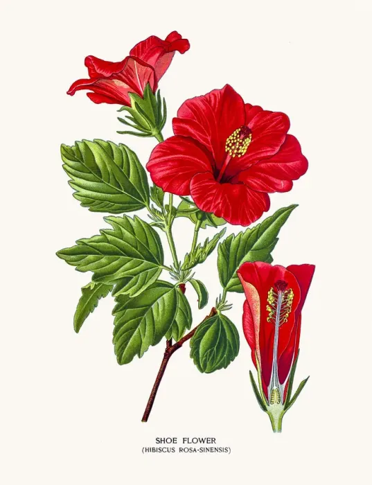 Framed Print : Hibiscus Rose flower Framed Print : Hibiscus Rose flower