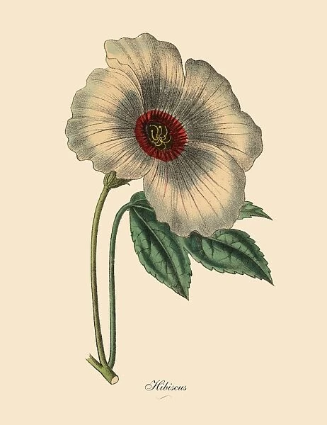 Hibiscus or Rose Mallow Plant, Victorian Botanical Illustration