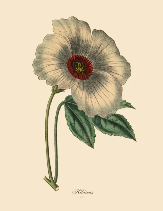 Framed Print : Hibiscus or Rose Mallow Plant, Victorian Botanical Illustration Framed Print : Hibiscus or Rose Mallow Plant, Victorian Botanical Illustration