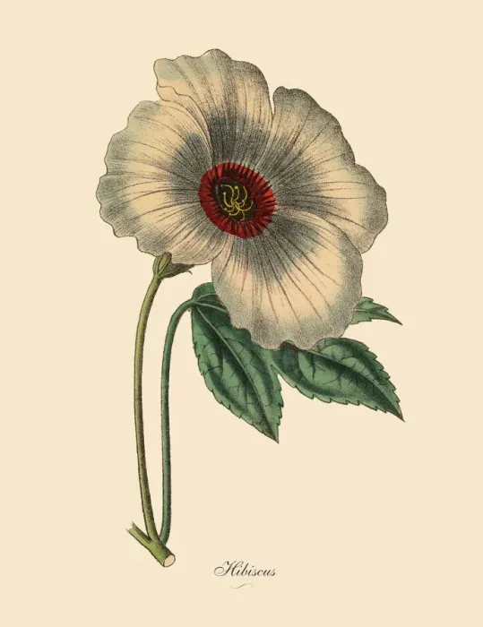 Framed Print : Hibiscus or Rose Mallow Plant, Victorian Botanical Illustration Framed Print : Hibiscus or Rose Mallow Plant, Victorian Botanical Illustration