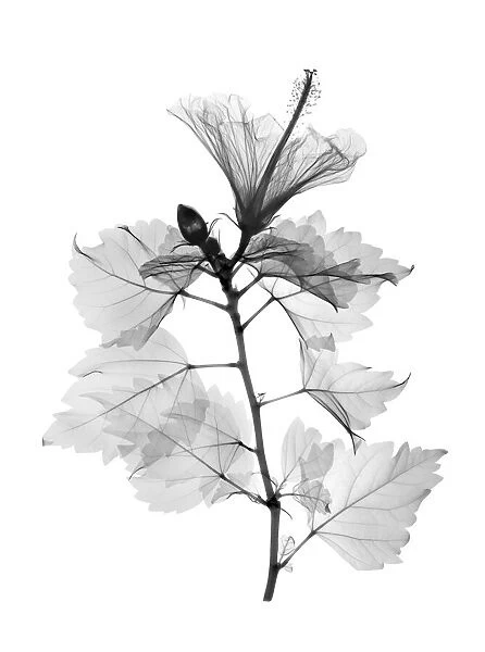 Hibiscus stem, X-ray