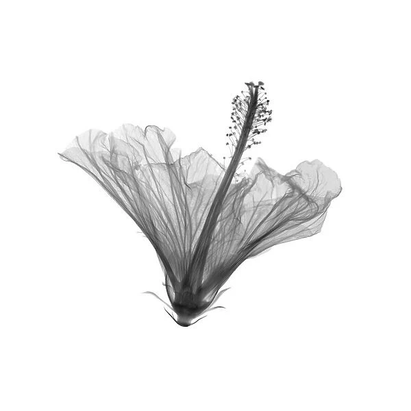Hibiscus, X-ray