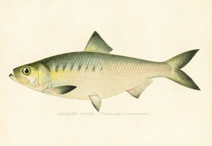 Framed Print : Hickory shad chromolithograph 1898 Framed Print : Hickory shad chromolithograph 1898