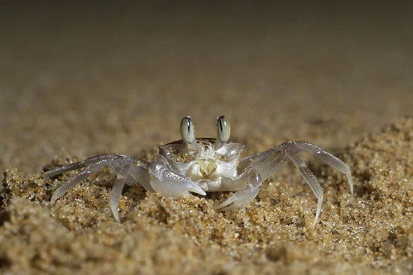 High angle close-up of Pink Ghost crab (Ocypode ryderi), St Lucia, Kwazulu-Natal, South Africa