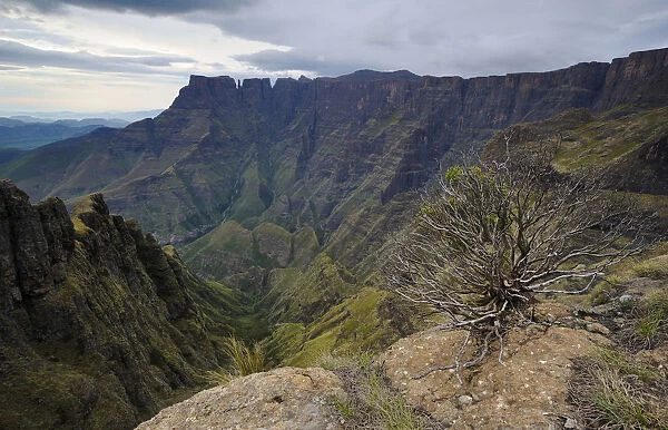 High Angle View with bare bush in the foreground over deep mountain valley, Amphitheatre, Drakensberg, Royal Natal National Park, KwaZulu-Natal, South Africa