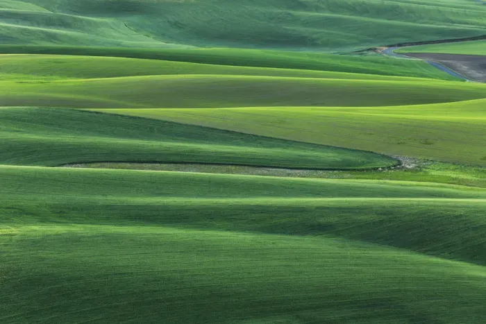 Framed Print : High angle view of undulating wheat crop, Palouse, Washington State, USA