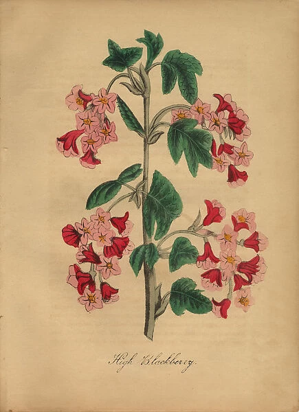 High Blackberry Victorian Botanical Illustration