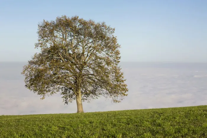 Framed Print : High fog with autumnal tree at Rorschacherberg, Lake Constance, Switzerland, Europe Framed Print : High fog with autumnal tree at Rorschacherberg, Lake Constance, Switzerland, Europe