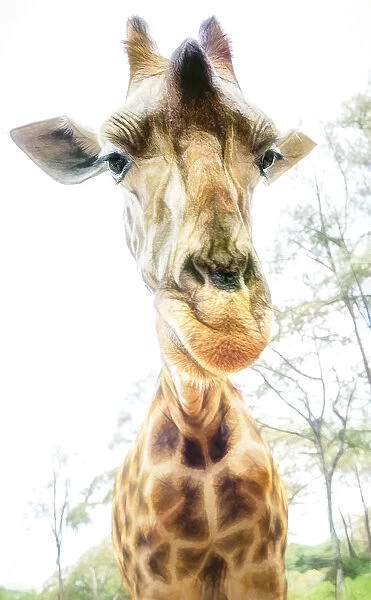 High Key Funny Close Up of Giraffe Leaning In in Nairobi, Kenya