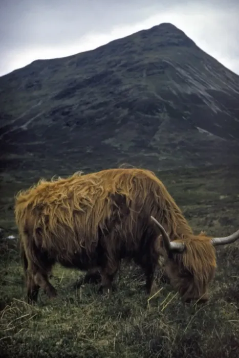 Framed Print : Highland Bull Framed Print : Highland Bull