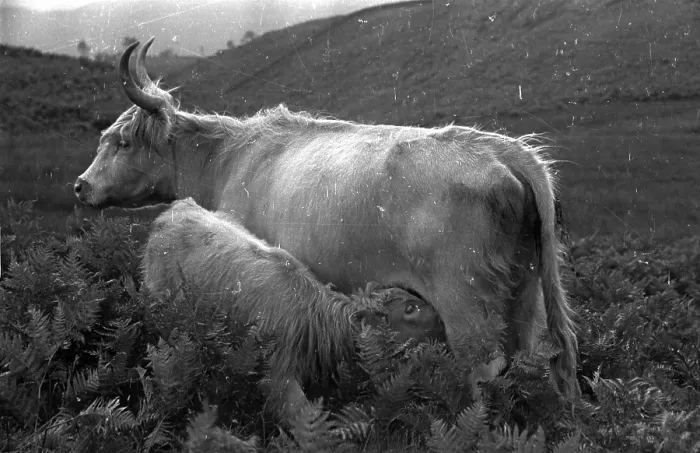 Framed Print : Highland Calf Framed Print : Highland Calf