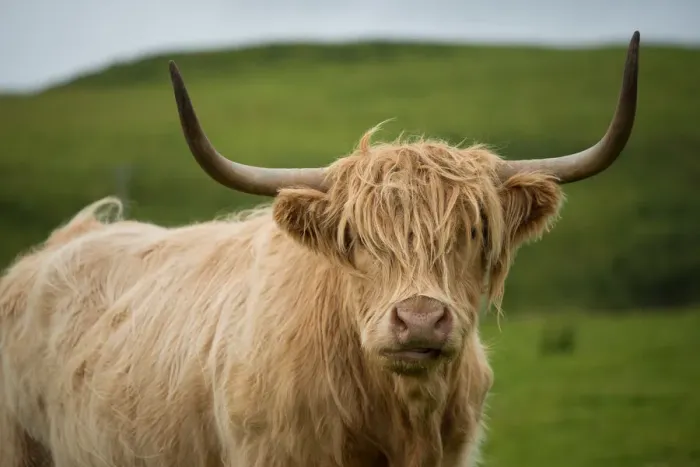 Framed Print : Highland cattle Framed Print : Highland cattle