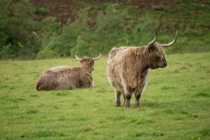 Framed Print : Highland cattle Framed Print : Highland cattle