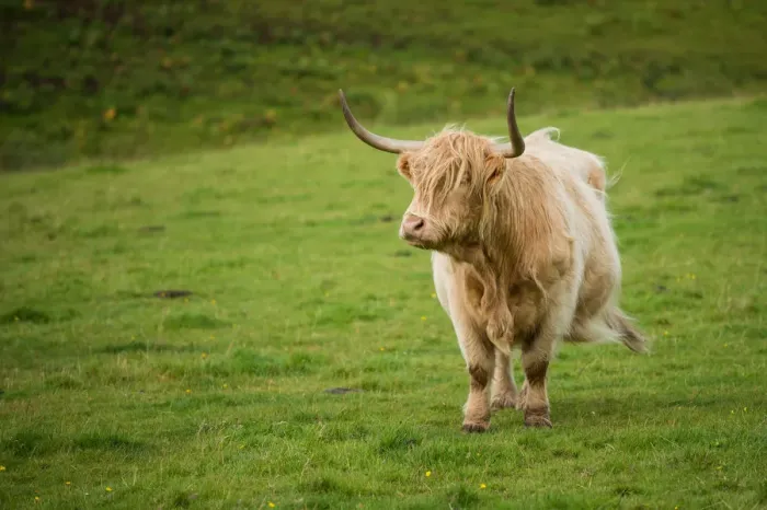 Framed Print : Highland cattle Framed Print : Highland cattle