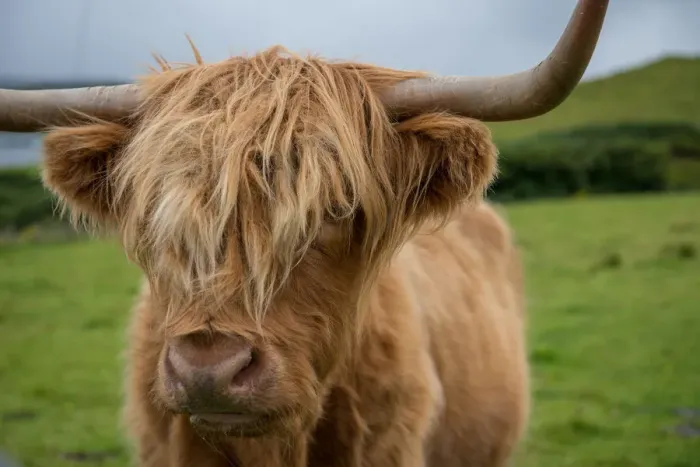 Framed Print : Highland cattle Framed Print : Highland cattle