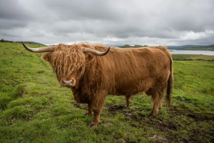 Framed Print : Highland cattle Framed Print : Highland cattle