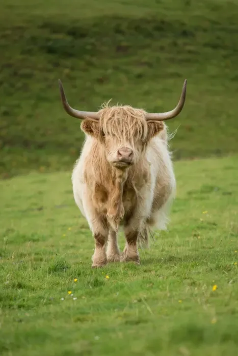 Framed Print : Highland cattle Framed Print : Highland cattle