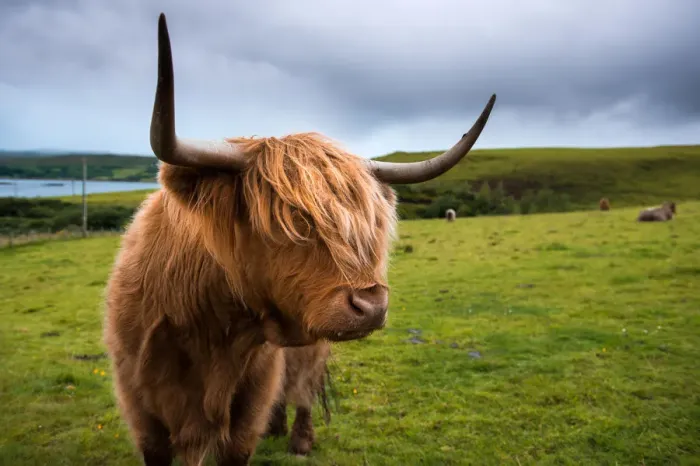 Framed Print : Highland cattle Framed Print : Highland cattle
