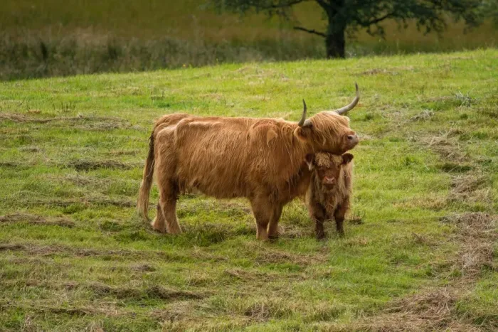 Framed Print : Highland cattle and baby Framed Print : Highland cattle and baby