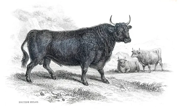 Framed Print : Highland cattle lithograph 1884 Framed Print : Highland cattle lithograph 1884