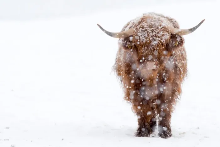 Framed Print : Highland Cattle with snow Framed Print : Highland Cattle with snow