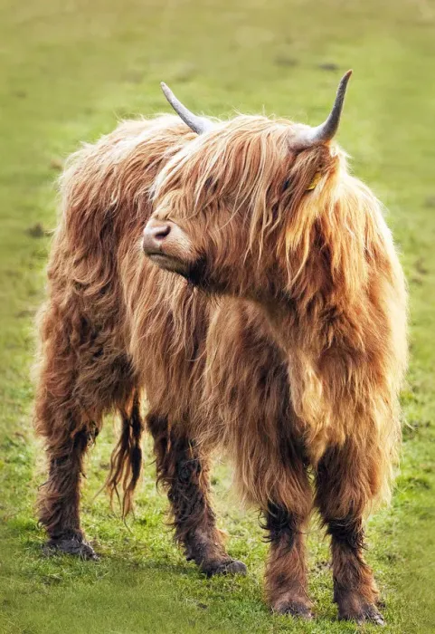 Framed Print : highland cow