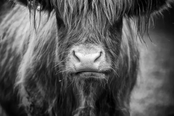Framed Print : Highland cow Framed Print : Highland cow