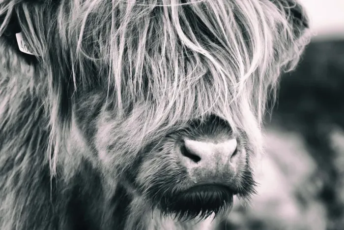 Framed Print : Highland Cow