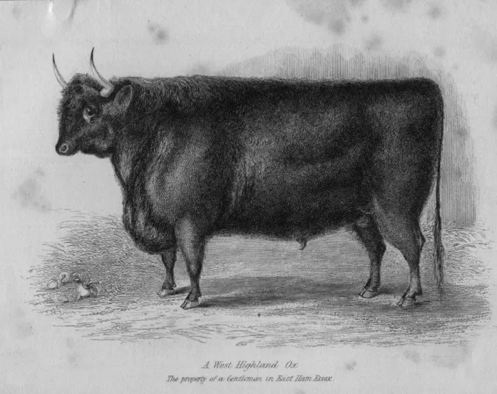 Framed Print : Highland Steer Framed Print : Highland Steer