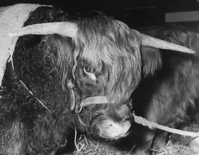 Framed Print : Highland Steer Framed Print : Highland Steer