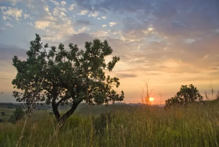 Framed Print : Highveld sunrise with protea tree in foreground, Lion and Rhino Park, Cradle of Humankind, Gauteng Province, South Africa Framed Print : Highveld sunrise with protea tree in foreground, Lion and Rhino Park, Cradle of Humankind, Gauteng Province, South Africa
