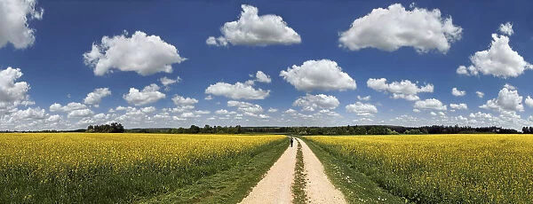Hiker on a dirt track, bright rape fields and white clouds against a blue sky, near Erkertshofen, Titting, Altmuhltal Nature Park, Bavaria, Germany