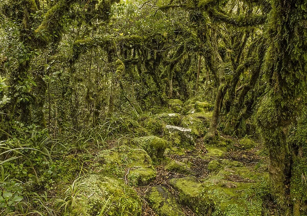 Hiking in the rainforest Mt Taranaki and Egmont National Park, North Island, New Zealand