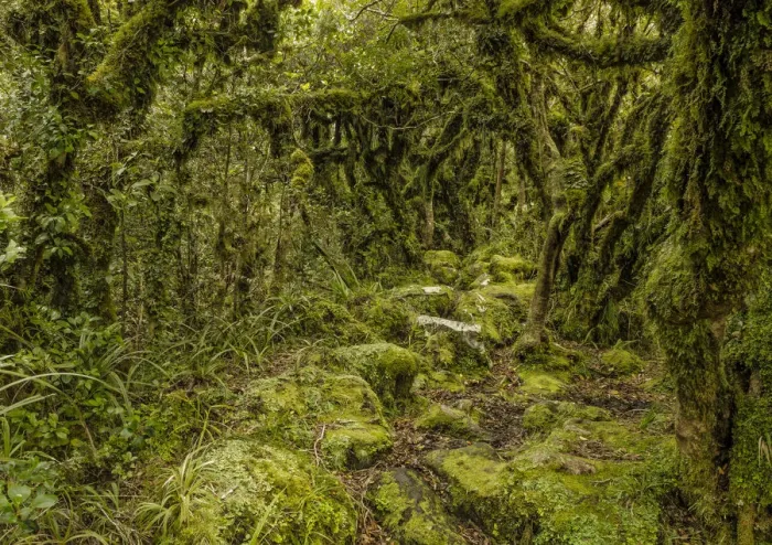 Framed Print : Hiking in the rainforest Mt Taranaki and Egmont National Park, North Island, New Zealand