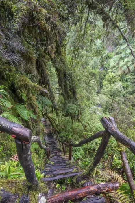 Framed Print : Hiking trail through the cold rain forest to the Cascadas Bajas, Pumalin Park, Chaiten, Los Lagos Region, Chile Framed Print : Hiking trail through the cold rain forest to the Cascadas Bajas, Pumalin Park, Chaiten, Los Lagos Region, Chile