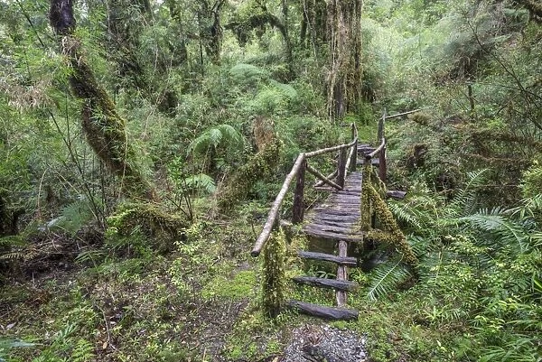 Hiking trail through the cold rain forest to the Cascadas Bajas, Pumalin Park, Chaiten, Los Lagos Region, Chile