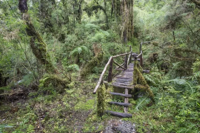 Framed Print : Hiking trail through the cold rain forest to the Cascadas Bajas, Pumalin Park, Chaiten, Los Lagos Region, Chile Framed Print : Hiking trail through the cold rain forest to the Cascadas Bajas, Pumalin Park, Chaiten, Los Lagos Region, Chile