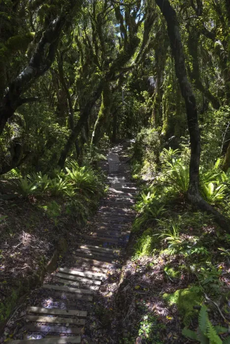 Framed Print : Hiking trail in the jungle, Egmont National Park, Taranaki Region, New Zealand
