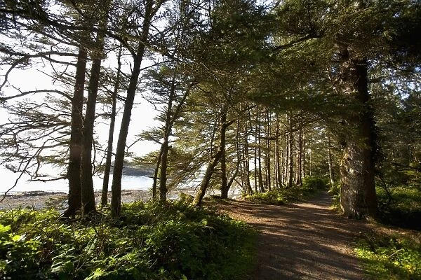 The Hiking Trail Leading To South Beach In Pacific Rim National Park Near Tofino
