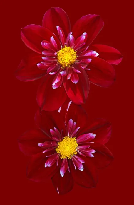 Framed Print : Hillcrest Regal Framed Print : Hillcrest Regal