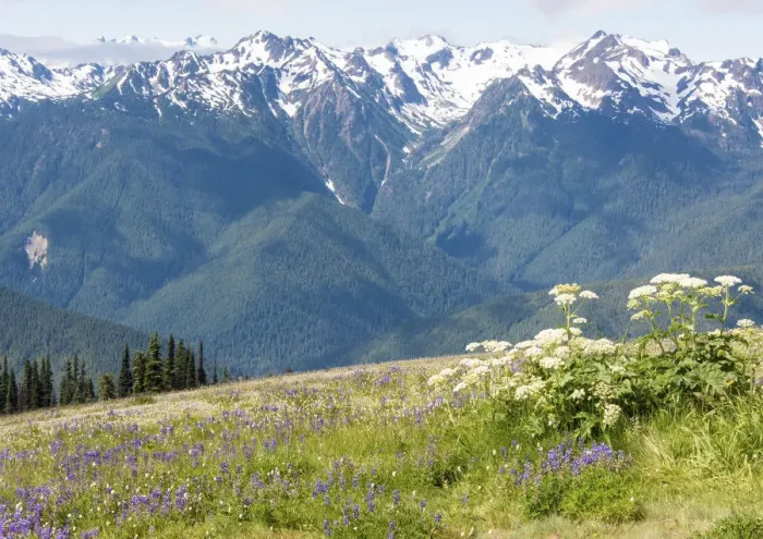 Framed Print : Hills with flowering wildflowers, Hurrican Ridge, Olympic National Park, Washington State, USA Framed Print : Hills with flowering wildflowers, Hurrican Ridge, Olympic National Park, Washington State, USA