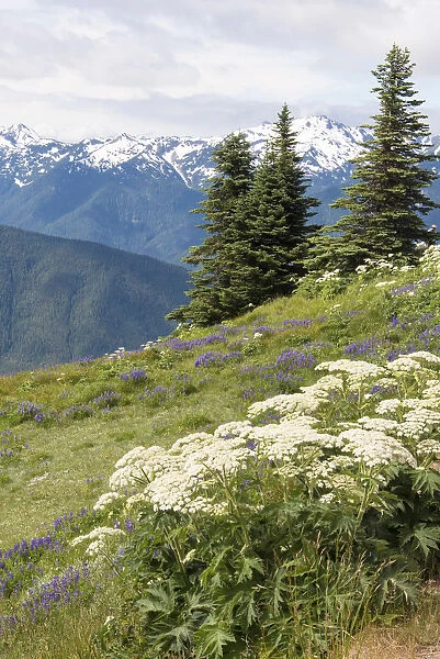 Hills with flowering wildflowers, Hurrican Ridge, Olympic National Park, Washington State, USA