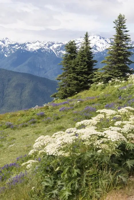Framed Print : Hills with flowering wildflowers, Hurrican Ridge, Olympic National Park, Washington State, USA Framed Print : Hills with flowering wildflowers, Hurrican Ridge, Olympic National Park, Washington State, USA