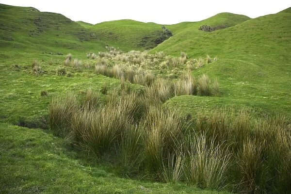 Hilly pasture with tussock grass, dusk