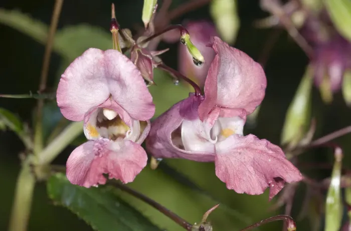 Framed Print : Himalayan Balsam -Impatiens glandulifera-, single flower, Untergroeningen, Baden-Wuerttemberg, Germany, Europe Framed Print : Himalayan Balsam -Impatiens glandulifera-, single flower, Untergroeningen, Baden-Wuerttemberg, Germany, Europe